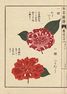 Purple and scarlet camellias, Karaigo and Tsurikagari Purple and scarlet camellias, Karaigo and Tsurikagari