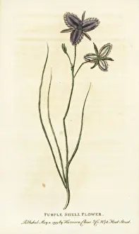 Newsouthwales Prints: Purple shell flower of New South Wales, Australia