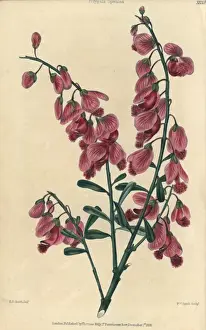 Dalton Prints: Purple showy milkwort, Polygala speciosa