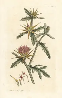 Centaurea Prints: Purple starthistle, Centaurea calcitrapa