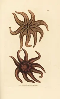 Purple sun star, Solaster endeca