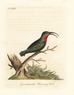 Trochilus Collection: Purple-throated carib, Eulampis jugularis