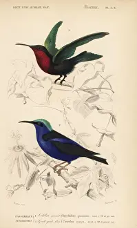 Purple-throated carib, Eulampis jugularis