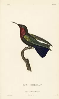 Colibris Collection: Purple-throated carib, Eulampis jugularis, male