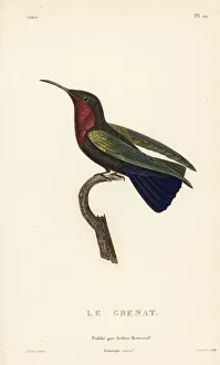 Trochilus Collection: Purple-throated carib, Eulampis jugularis, male