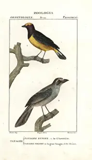 Purple-throated euphonia, Euphonia chlorotica