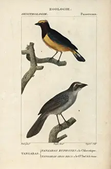 Engraved Prints: Purple-throated euphonia, Euphonia chlorotica