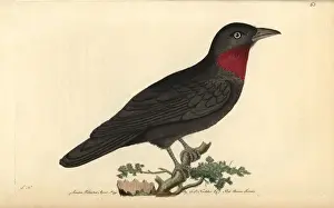 Flycatcher Prints: Purple throated fruit crow, Querula purpurata