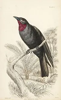 Crow Prints: Purple-throated fruit crow, Querula purpurata