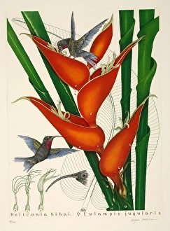 Adapted Gallery: Purple-throated hummingbirds, female