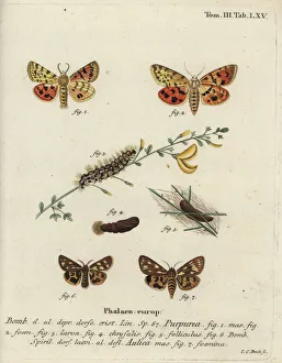 Pupa Collection: Purple tiger and brown tiger moth