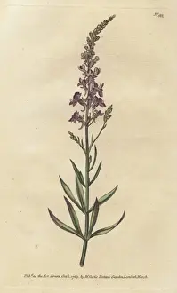 Williamcurtis Prints: Purple toad-flax, Linaria purpurea