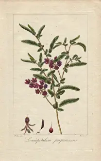 Mordantdelaunay Prints: Purple velvet bush, Lasiopetalum purpurascens