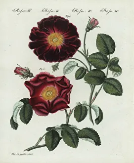 Violacea Collection: Purple or violacea rose, Rosa holoserica purpurea