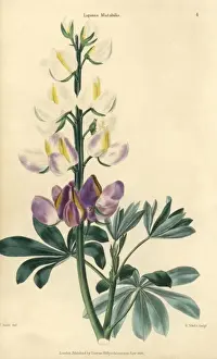 Mcintosh Prints: Purple and white flowered lupins, Lupinus mutabilis