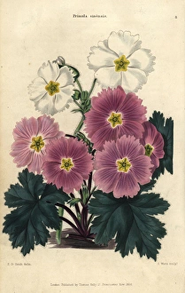 Primula Gallery: Purple and white flowers of the Chinese primrose