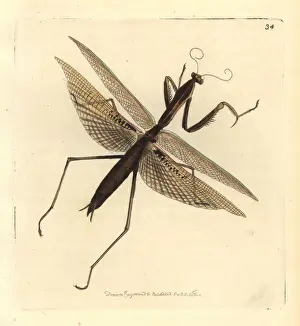 Elford Prints: Purple-winged mantis, Tenodera australasiae