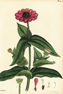 Henry Andrews Prints: Purple zinnia, Zinnia violacea Cav