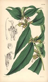 Aeschynanthus Gallery: Purplish green aeschinanthus, Aeschynanthus albidus