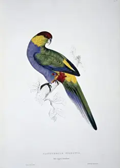 Lear Prints: Purpureicephalus spurius, red-capped parrot