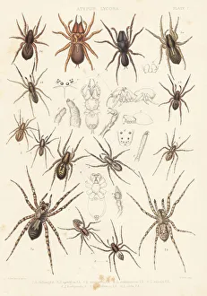 Tuffen West Prints: Purse web and wolf spider species