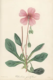 Magazine Of Botany Prints: Purslane, Cistanthe grandiflora