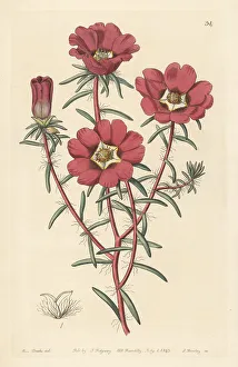 Purslane flower, Portulaca thellusonii variety
