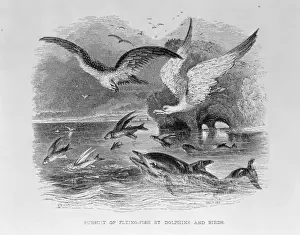Odontoceti Prints: Pursuit of Flying Fish by Dolphins & Birds