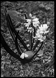 Perennial Gallery: Puschkinia Scilloides (Hyacinth)