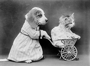 Images Dated 29th March 2012: Pushing Kitten Along