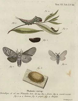 Klinger Collection: Puss moth, Cerura vinula