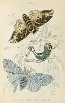Moth Prints: Puss Moth / Kentish Gl