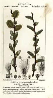 Pussy willow or goat willow, Salix caprea