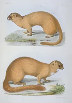 Arctoidea Prints: Putorius davidianus & P. moupinensis