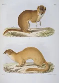 Arctoidea Prints: Putorius fontanierii & P. astutus