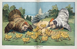 Puzzled Collection: The puzzled chicks