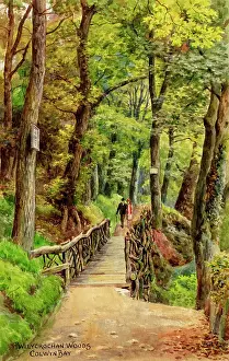 Shady Prints: Pwllycrochan Woods, Colwyn Bay, Clwyd, North Wales