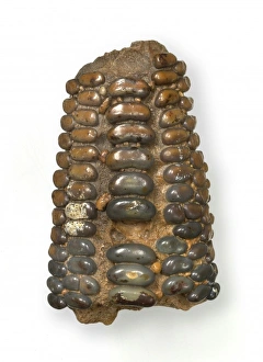 Pycnodus zeaformis Longbottom, fish tooth plate Pycnodus zeaformis Longbottom, fish tooth plate