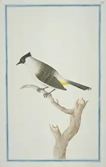 Loten Prints: Pycnonotus aurigaster, sooty-headed bulbul