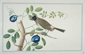 Loten Prints: Pycnonotus cafer haemorrhousus, red-vented bulbul