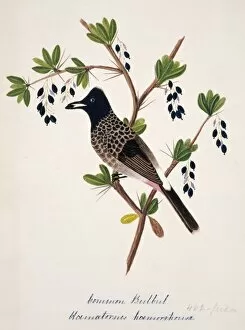 Margaret Bushby Lascelles Collection: Pycnonotus cafer, red-vented bulbul