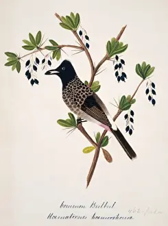 Bulbul Prints: Pycnonotus cafer, red-vented bulbul