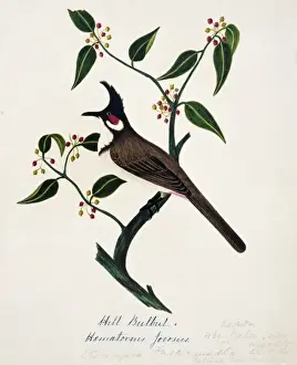 Bulbul Prints: Pycnonotus jocosus, red-whiskered bulbul
