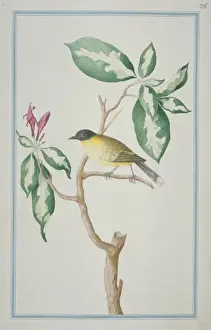Loten Prints: Pycnonotus melanicterus, black-crested bulbul