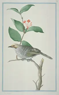 Loten Prints: Pycnonotus zeylanicus, straw-headed bulbul