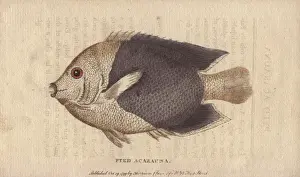 Pyed acarauna, a small American fish called
