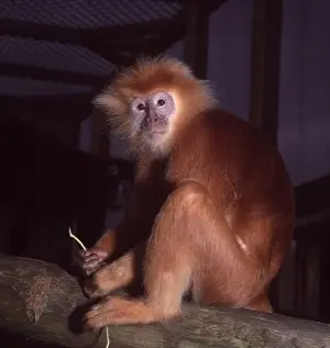 Haplorhini Prints: Pygathrix nemaeus nemaeus, red-shanked douc langur