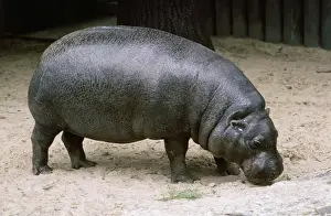 Hippo Prints: Pygmy Hippopotamus