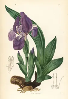Luce Prints: Pygmy iris, Iris pumila