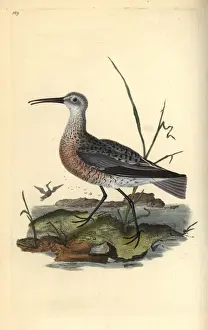 Pygmy or little curlew, Numenius minutus